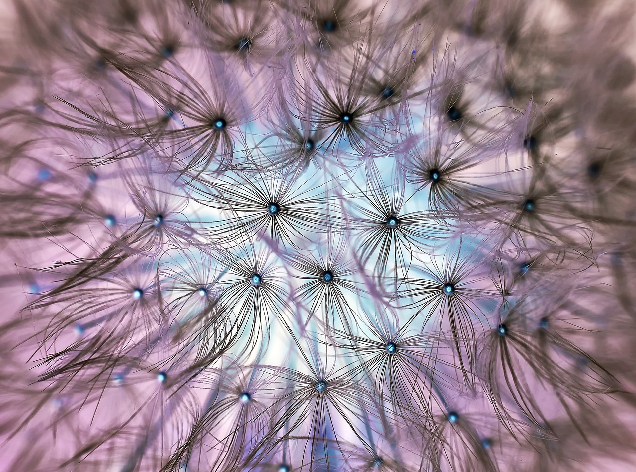 dandelion, seeds, plant, seed head, spring, spring awakening, inverse, nature, closeup-1346727.jpg